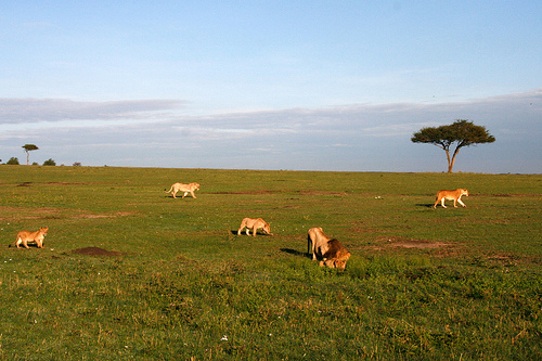 Lions walking mindfully